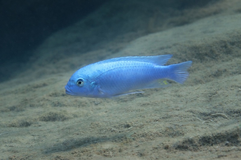 Maylandia callainos 'Nakantenga Island'